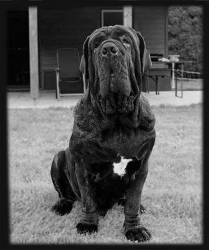 Ma-Hunde-Square image Old English Bulldog