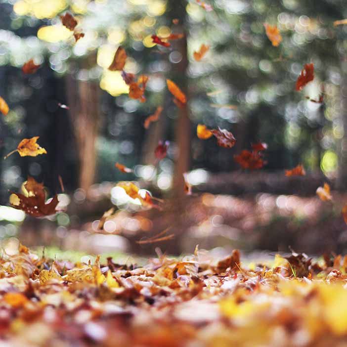 herbst-ferien image herbst-ferien Ferienkurse - Ferienfahrschule - Termine + Ablauf